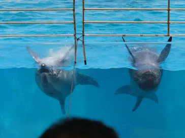沖縄美ら海水族館に投稿された画像（2026/6/7）