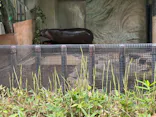 恩賜上野動物園に投稿された画像（2026/6/7）