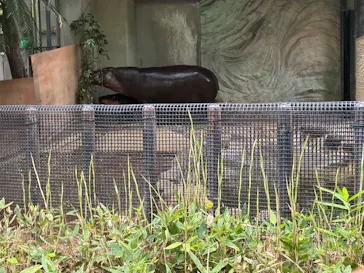 恩賜上野動物園に投稿された画像（2026/6/7）