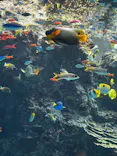 沖縄美ら海水族館に投稿された画像（2026/6/7）