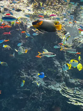 沖縄美ら海水族館に投稿された画像（2026/6/7）