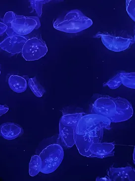 沖縄美ら海水族館に投稿された画像（2026/6/7）