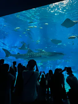 沖縄美ら海水族館に投稿された画像（2026/6/7）