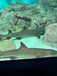 アクアワールド茨城県大洗水族館に投稿された画像（2026/6/7）