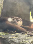 環境水族館アクアマリンふくしまに投稿された画像（2026/6/7）