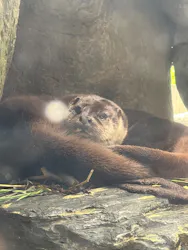 環境水族館アクアマリンふくしまに投稿された画像（2026/6/7）
