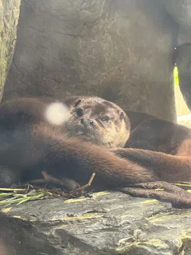 環境水族館アクアマリンふくしまに投稿された画像（2026/6/7）