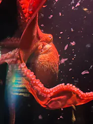 環境水族館アクアマリンふくしまに投稿された画像（2026/6/7）