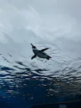 サンシャイン水族館に投稿された画像（2026/6/7）