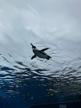 サンシャイン水族館に投稿された画像（2026/6/7）
