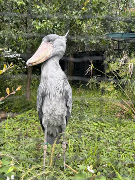 恩賜上野動物園に投稿された画像（2026/6/7）