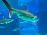 沖縄美ら海水族館に投稿された画像（2026/6/7）