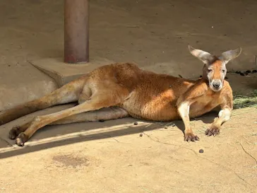 多摩動物公園に投稿された画像（2026/6/7）