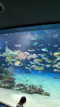 サンシャイン水族館に投稿された画像（2026/6/7）