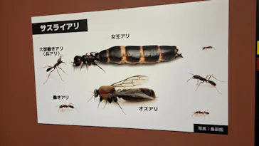 特別展「超危険生物展　科学で挑む生き物の本気」に投稿された画像（2026/6/7）