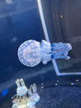 新江ノ島水族館に投稿された画像（2026/6/7）