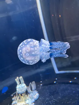 新江ノ島水族館に投稿された画像（2026/6/7）