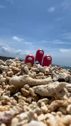 SeaChan石垣島に投稿された画像（2026/6/7）