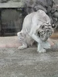 東武動物公園に投稿された画像（2026/6/7）