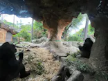 恩賜上野動物園に投稿された画像（2026/6/7）