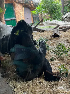 恩賜上野動物園に投稿された画像（2026/6/7）