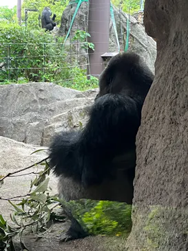 恩賜上野動物園に投稿された画像（2026/6/7）