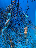 アクアワールド茨城県大洗水族館に投稿された画像（2026/6/7）