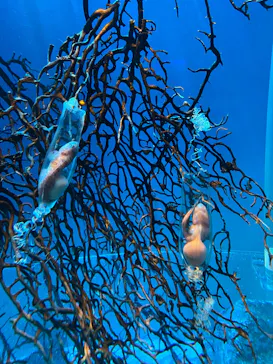 アクアワールド茨城県大洗水族館に投稿された画像（2026/6/7）