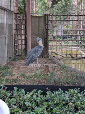 恩賜上野動物園に投稿された画像（2026/6/7）
