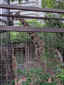 恩賜上野動物園に投稿された画像（2026/6/7）