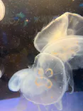 しながわ水族館に投稿された画像（2026/6/7）