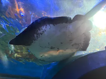 しながわ水族館に投稿された画像（2026/6/7）