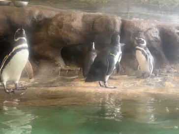 しながわ水族館に投稿された画像（2026/6/7）