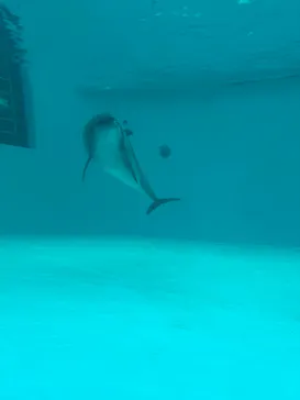 しながわ水族館に投稿された画像（2026/6/7）