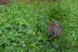 こども動物自然公園（埼玉県公園緑地協会）に投稿された画像（2026/6/7）