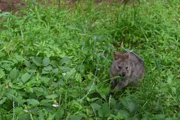 こども動物自然公園（埼玉県公園緑地協会）に投稿された画像（2026/6/7）