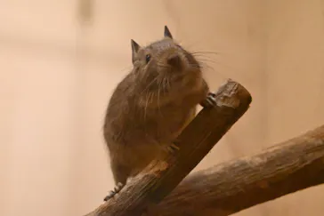こども動物自然公園（埼玉県公園緑地協会）に投稿された画像（2026/6/7）
