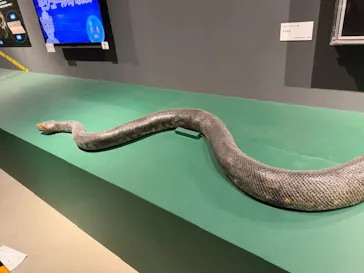 特別展「超危険生物展　科学で挑む生き物の本気」に投稿された画像（2026/6/7）