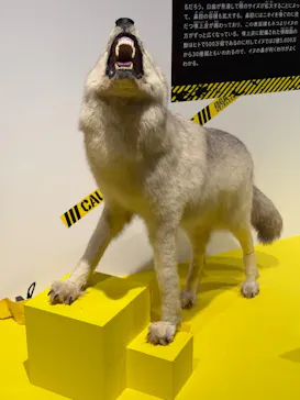 特別展「超危険生物展　科学で挑む生き物の本気」に投稿された画像（2026/6/7）