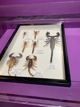 特別展「超危険生物展　科学で挑む生き物の本気」に投稿された画像（2026/6/7）