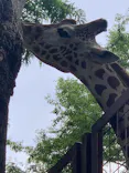 恩賜上野動物園に投稿された画像（2026/6/8）