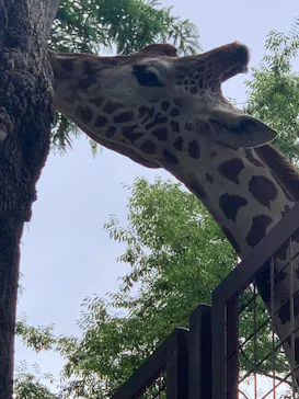 恩賜上野動物園に投稿された画像（2026/6/7）