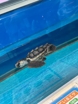 名古屋港水族館に投稿された画像（2026/6/7）