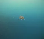 SeaChan石垣島に投稿された画像（2026/6/8）
