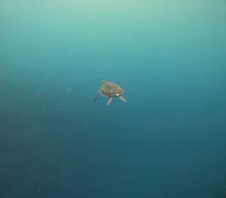 SeaChan石垣島に投稿された画像（2026/6/7）
