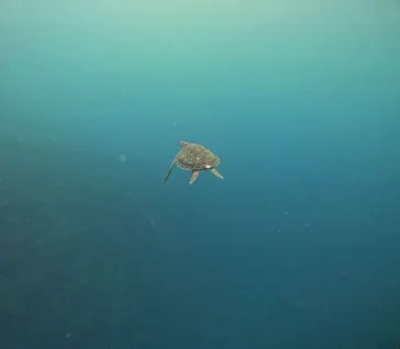 SeaChan石垣島に投稿された画像（2026/6/7）