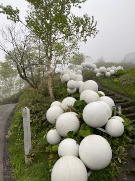 星野リゾート　トマムに投稿された画像（2026/6/7）