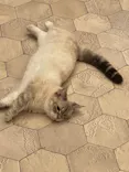 猫カフェモカ　イオンモール幕張新都心店に投稿された画像（2026/6/8）