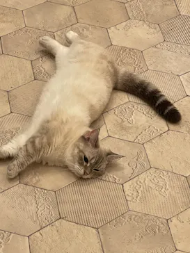 猫カフェモカ　イオンモール幕張新都心店に投稿された画像（2026/6/7）