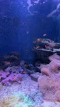 新江ノ島水族館に投稿された画像（2026/6/8）